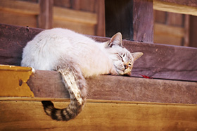 猫の恩返しの寺「福蔵寺」