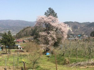 賽の神のエドヒガン