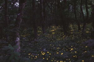 写真①