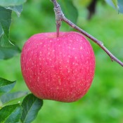 「金田一温泉観光りんご園収穫祭」・「金田一温泉アップルロードレース２０１６」のお知らせ　～終了しました～