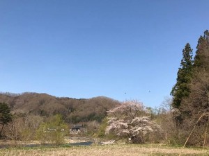 98eef5e733032ff1321a