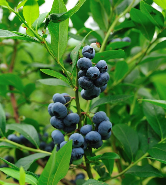 blueberry (2)