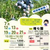 ブルーベリー摘み取り体験のお知らせ