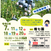 権七園ブルーベリー摘み取り体験開催のお知らせ